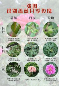 纺月季优缺点是什么 优缺点分析纺月季

概述纺月季的优缺点