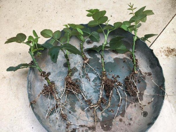 南阳树状月季怎样移植易成活