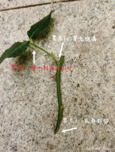 插月季枝生根的小窍门 月季插枝生根技巧