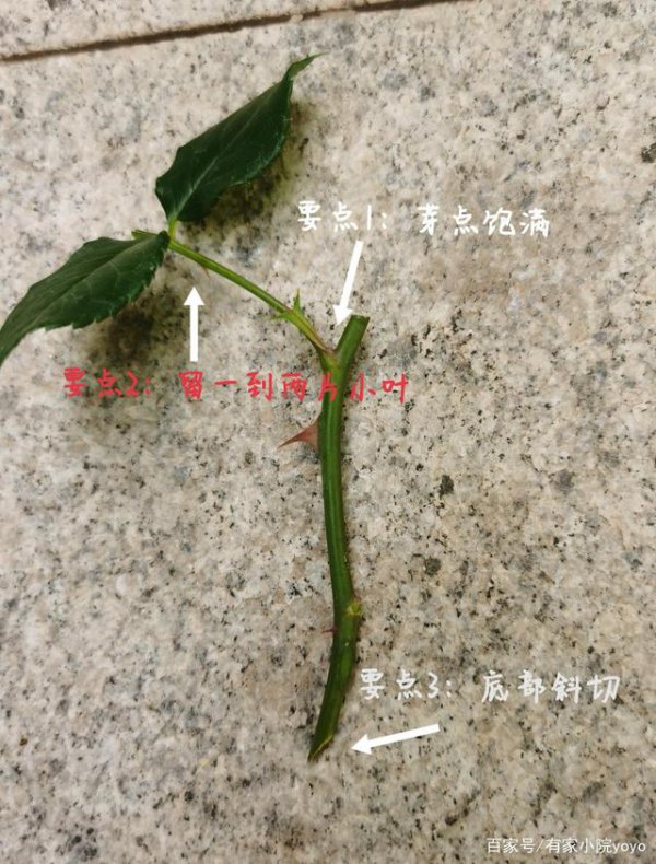 插月季枝生根的小窍门
