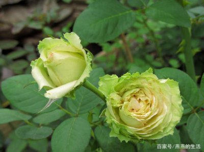 开绿色花的月季有哪些 有哪些月季品种开着绿色的花？