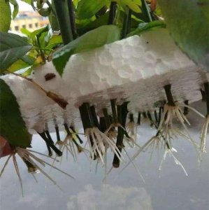 水插月季发芽了为什么不生根 水插月季为何未扎根生长