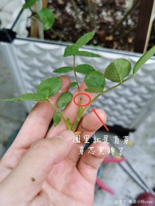 月季开花以后多久可以修剪掉 月季开花后何时修剪为宜