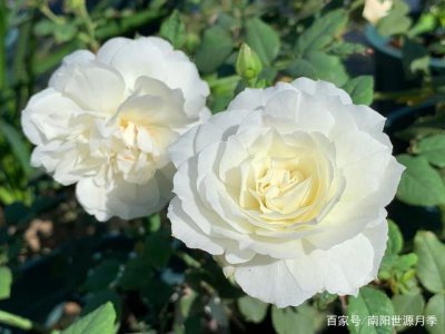 月季花白色品种有哪些 月季花的白色品种有哪些？