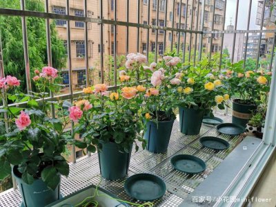 种月季用深盆还是浅盆 月季适合深盆还是浅盆种植？