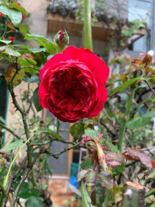 月季花冬天在室内可以开花吗 冬天室内养月季花可开花吗？