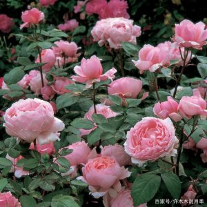 盘点4种浓香月季 4种芬芳月季品种盘点