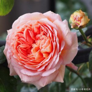 浓香月季第一名是什么 浓香月季冠军是什么？