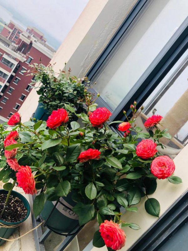 花期最长最好养的月季有哪些