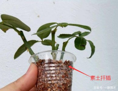 月季花枝条直接插土中能活吗 月季花枝条插土存活能力如何？