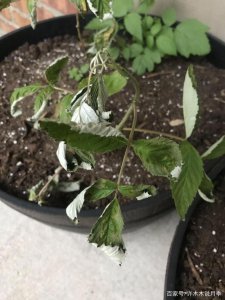 月季一发芽就枯萎了是什么原因 月季芽发黑枯萎的原因是什么？