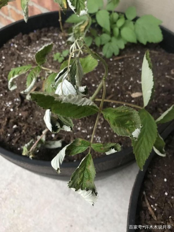 月季一发芽就枯萎了是什么原因