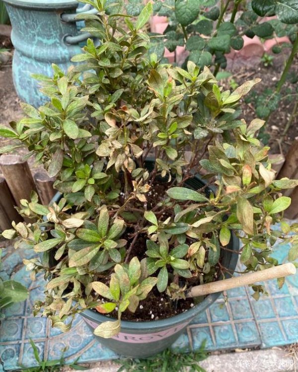 锦绣杜鹃不开花是什么原因及解决办法