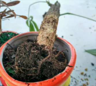 发财树皮软烂怎么补救 如何处理发财树皮软烂问题？