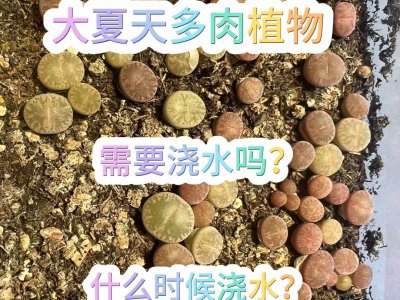 夏季多肉几天浇一次水 夏季多肉每隔几天浇一次水