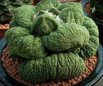 十大最丑多肉有哪些 十款外形不佳的多肉植物