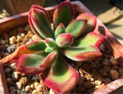 适合室内养的喜阴多肉有哪些 适合室内养的阴性多肉植物推荐