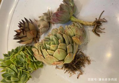 某（宝）买的多肉要洗根吗 在某（宝）购买的多肉植物需要清洗根部吗？