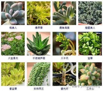 多肉植物怎么生长的快 多肉植物如何快速生长？
