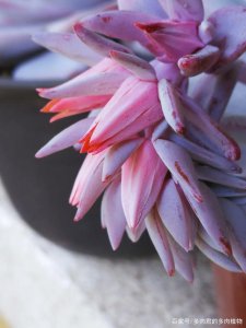 多肉的花剑是什么 多肉植物中的花朵是什么样的？
