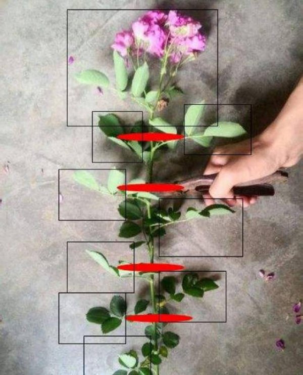多肉绯花玉如何繁殖