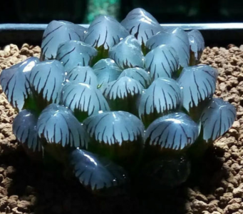 多肉植物可以晒太阳吗 多肉植物适合阳光吗？