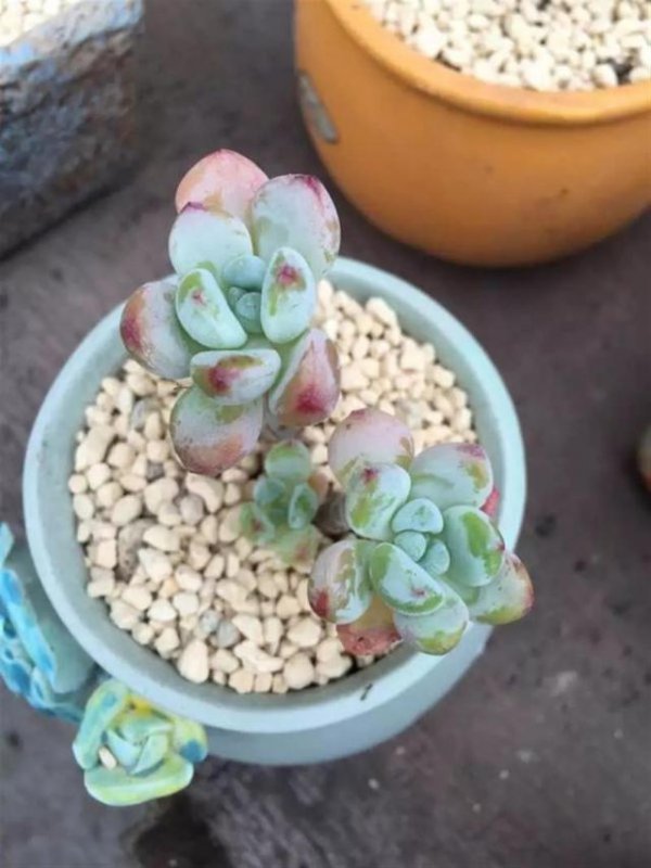 淘米水怎么自制多肉肥
