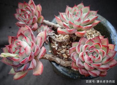 花月夜多肉生长地点 多肉植物在花月夜的生长环境