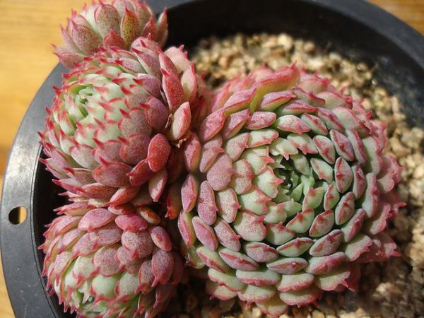 夏必死的多肉名单