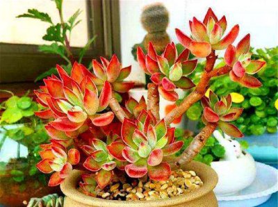 五大皮实好养多肉 五种坚挺易养的多肉植物