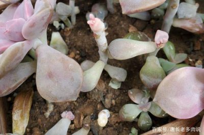 多肉散落的叶子怎么养 多肉植物叶片脱落后如何照顾