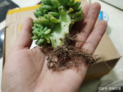 如何洗多肉的根部 多肉植物根部清洗方法