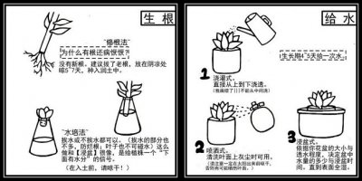 多肉植物怎么长的快 多肉植物如何快速生长