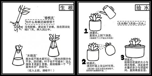 多肉植物怎么长的快