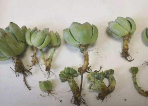 多肉晾根最多能晾几天