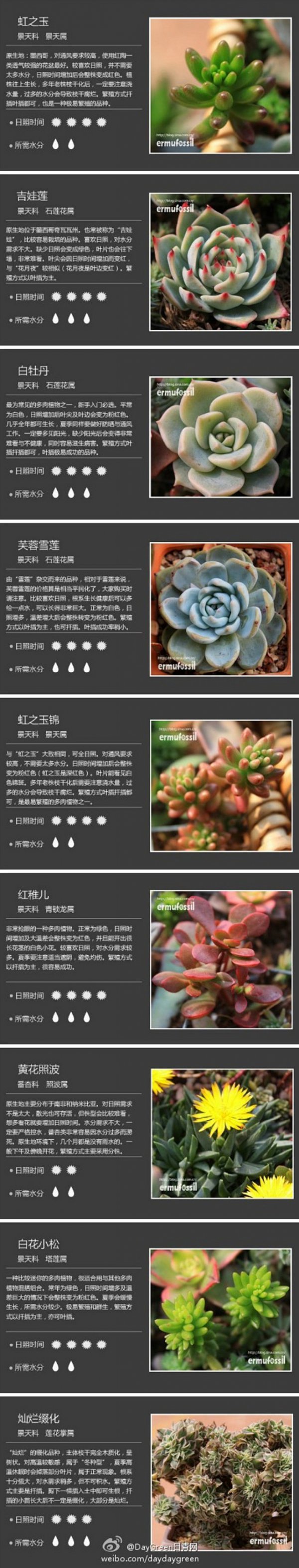 夏季多肉的养护方法是什么有哪些因素需要注意