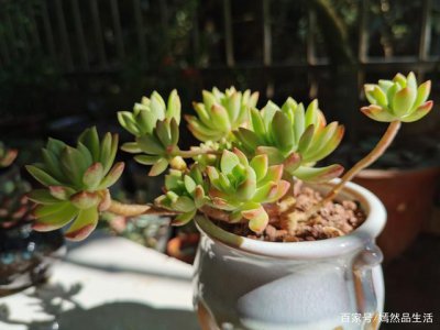 夏天40度怎么养多肉需要做好哪些工作
