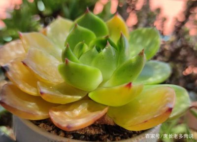 多肉春天多久浇一次水 多肉植物春季需多久浇一次水？