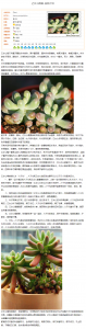 多肉控水一般控多久 多肉植物需控水多久