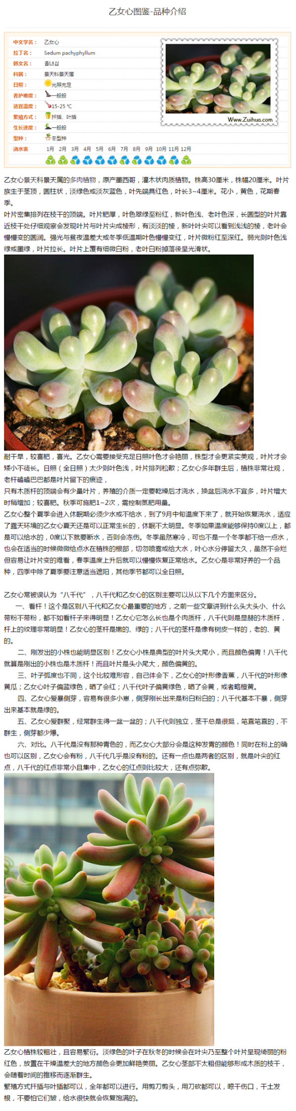 多肉控水一般控多久