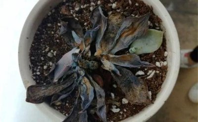 浇了多菌灵后多肉会死吗 多肉浇了多菌灵会有问题吗？