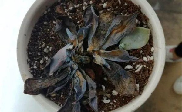 浇了多菌灵后多肉会死吗