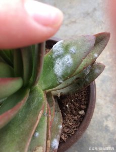 多肉上有白色絮状怎么回事 多肉植物出现白色绒毛状物质是什么原因？