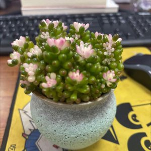 夏天多肉植物可以放阳台养吗 夏季肉质植物适合阳台种植吗？