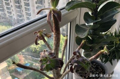 多肉法师叶片下垂是什么原因 多肉植物为何叶片下垂？