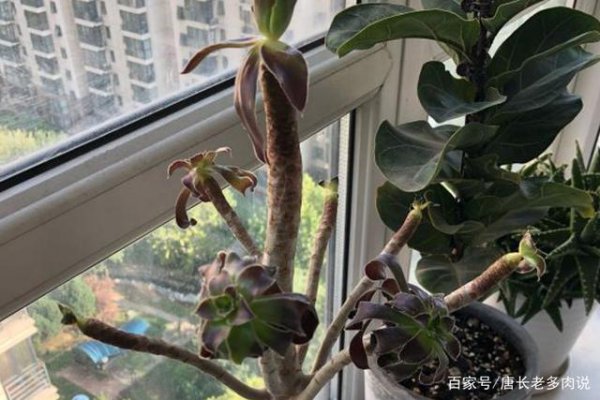 多肉法师叶片下垂是什么原因