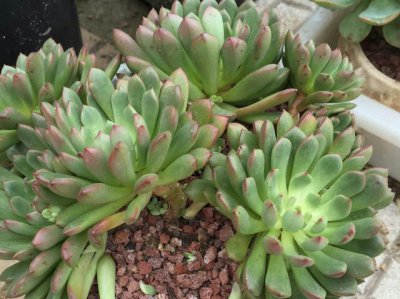 多肉红宝石长太多侧芽怎么办 多肉红宝石侧芽过多应该怎么处理？