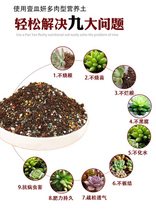 新手养多肉怎么配土
