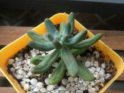 多肉叶子干瘪是缺水吗 多肉植物叶片干燥是否需要浇水？