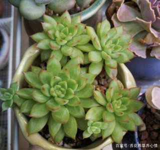 多肉夏天放在哪里养最好 多肉植物夏季最适合放在何处生长